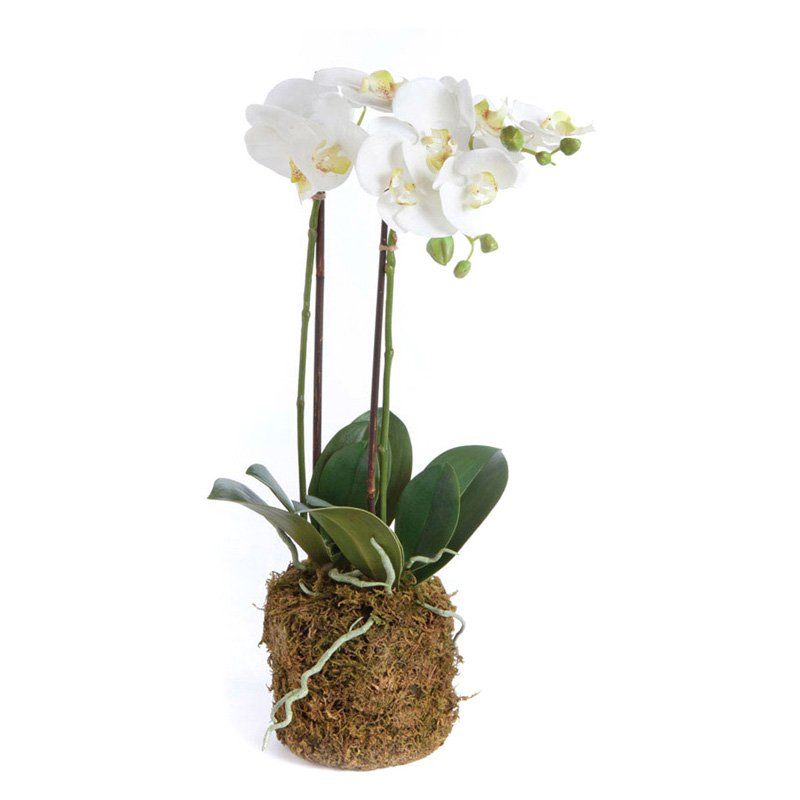 Phalaenopsis Orchid Drop-In 23