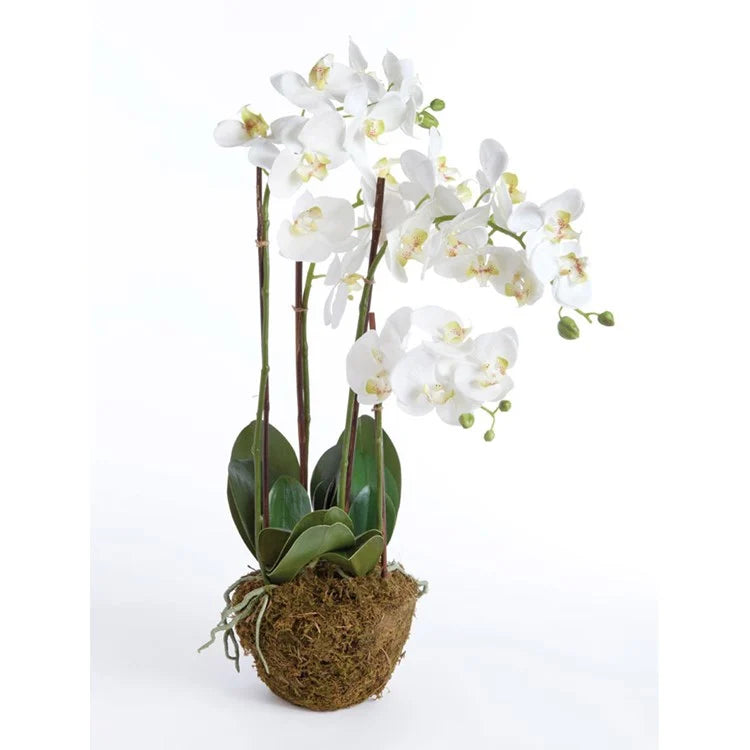 Phaleaenopsis Orchid Drop-In 30