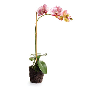 21" Phalaenopsis Orchid Drop-In, Speckled Pink