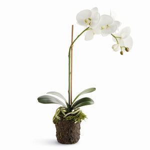 21" Phalaenopsis Orchid Drop In