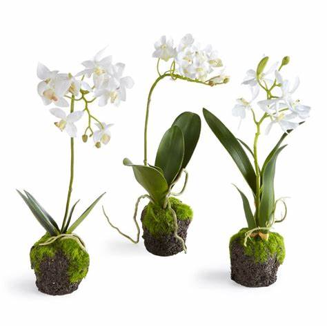 Phalaenopsis Orchid 12