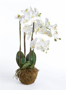 Phalaenopsis Orchid 30"