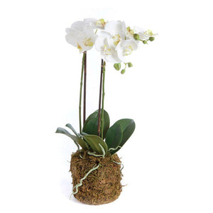 Phalaenopsis Orchid 23"
