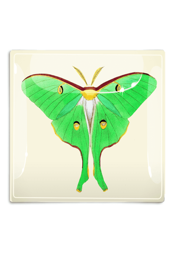 Argentinian Light Green Butterfly Decoupage Glass Tray