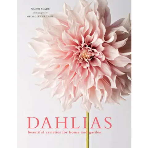 Dahlias